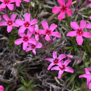 Flox šidlolistý (Phlox subulata) ´ATROPURPUREA´ kont. P9